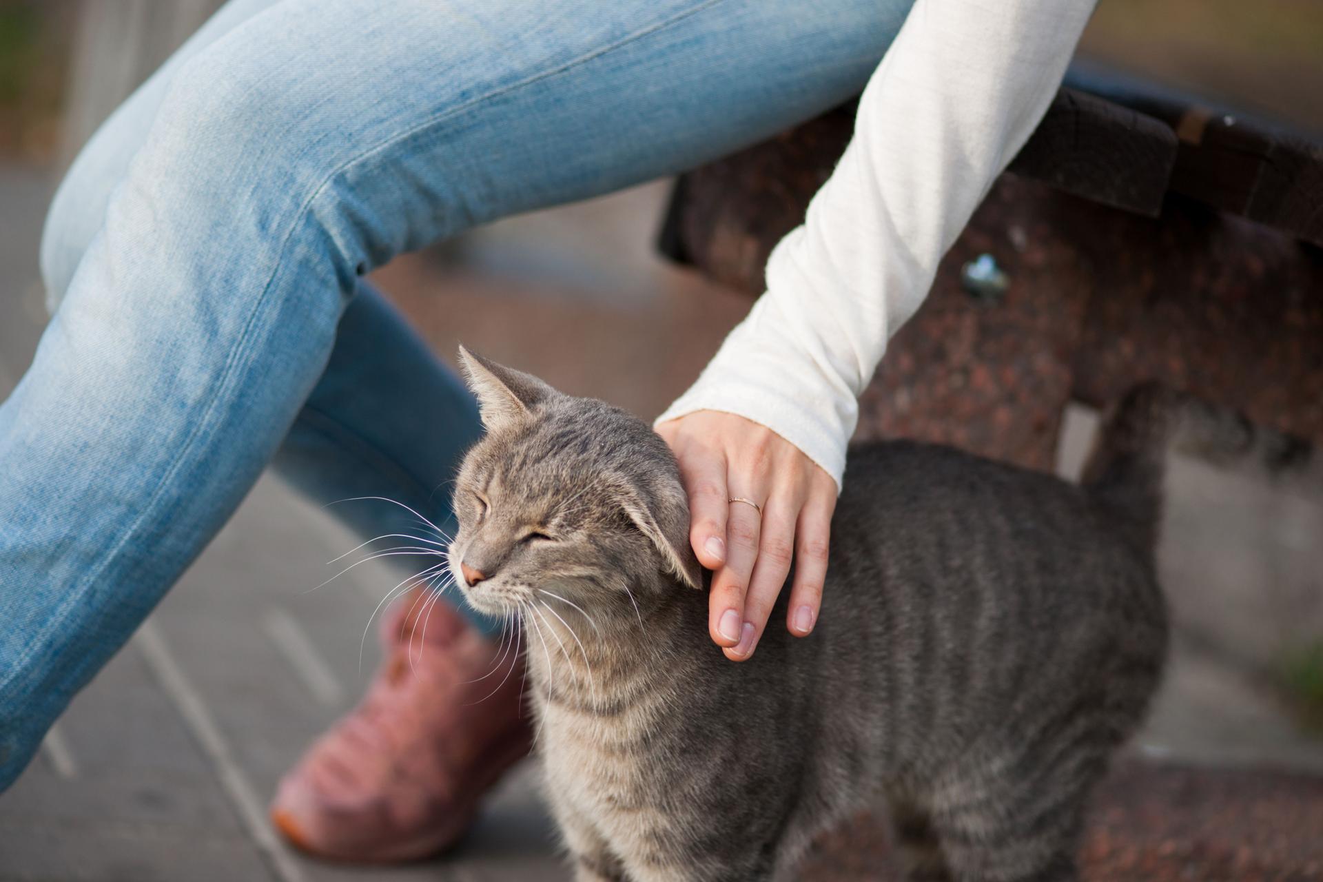 beautiful brunette girl in autumn in the park stroking a cat