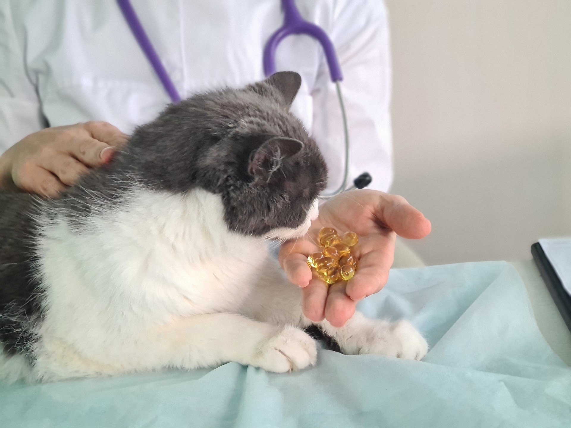 Veterinarian holds oil tablets with cat concept