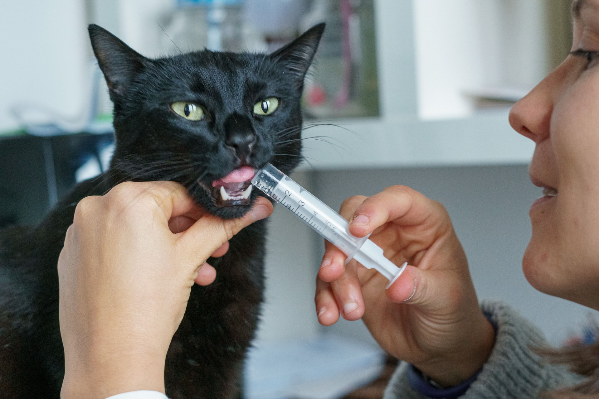 A black cat taking its daily dose of a cough curative medicine