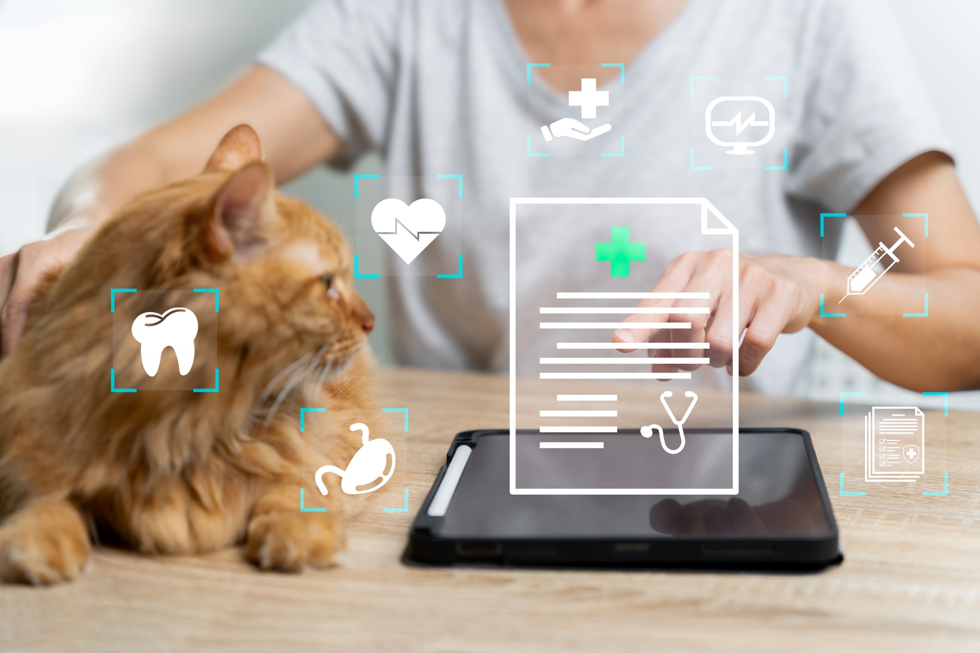 Health care Hygienic pets, Observing signs of your pet's health, and care concept, Women use tablets to check their cat's health documents from the veterinarian, heart, stomach, tooth, for good health