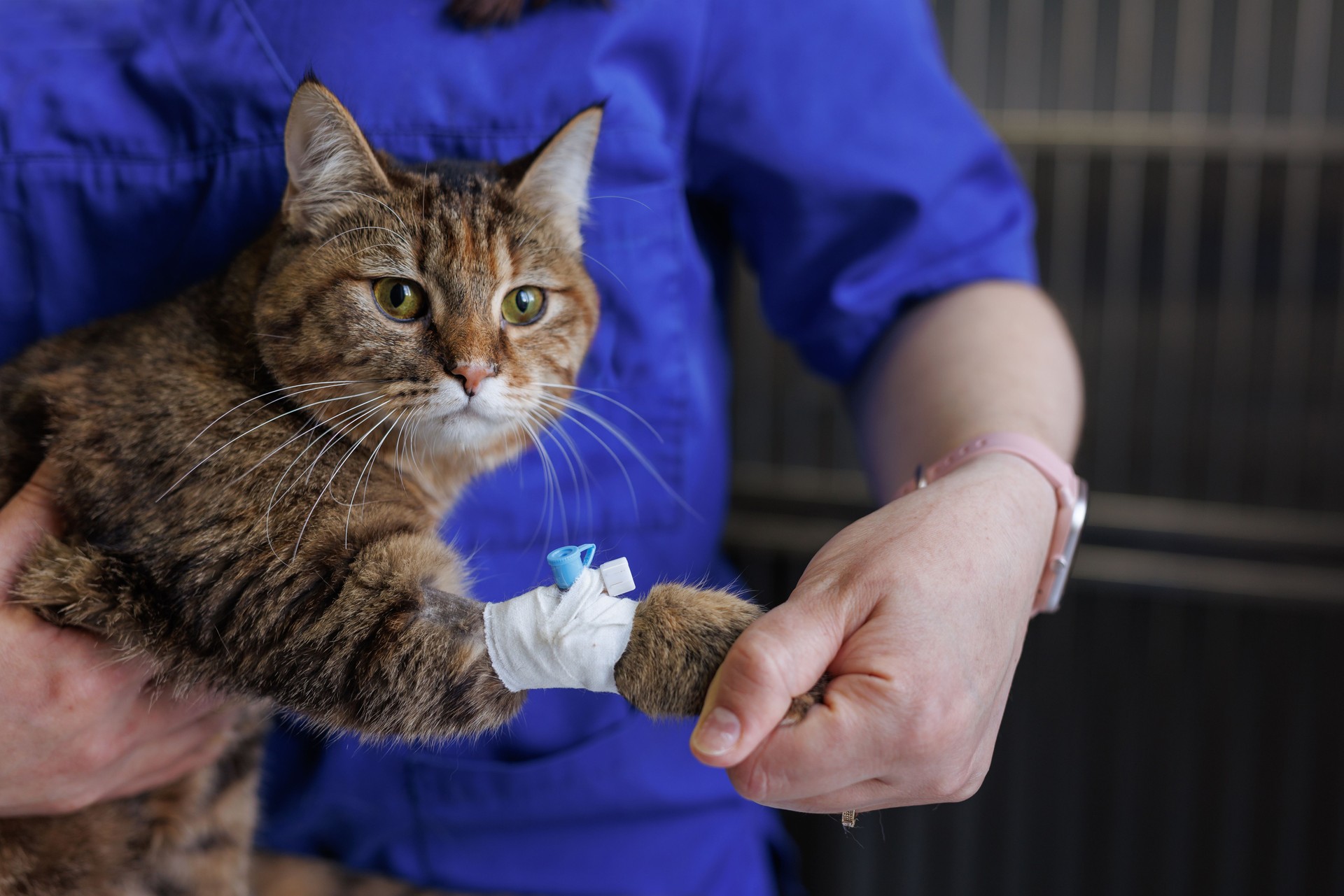 Veterinarian puts a catheter on a cat in a veterinary hospital, emergency care for animals